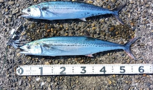 サワラの釣果