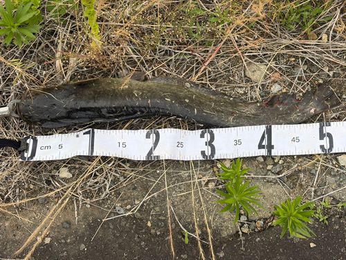 ナマズの釣果