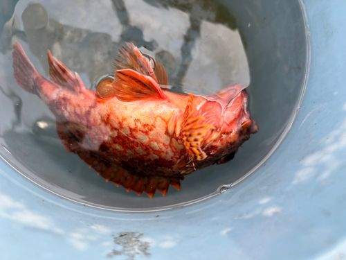 カサゴの釣果