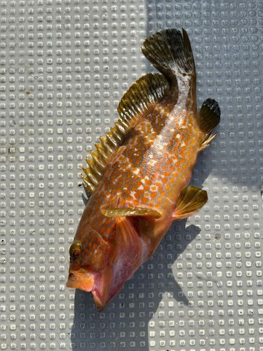 アコウの釣果