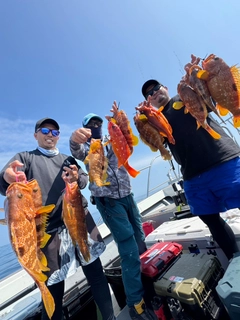 アコウの釣果