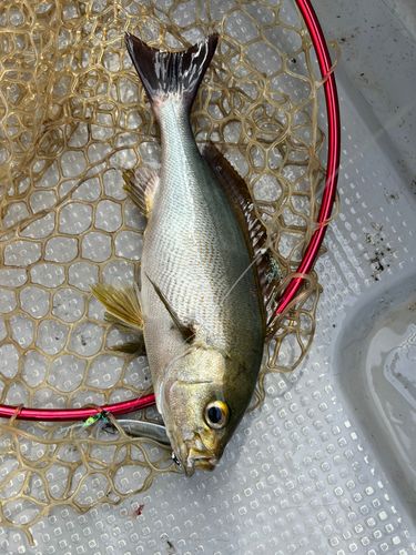 イサキの釣果