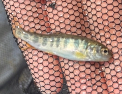 ヤマメの釣果