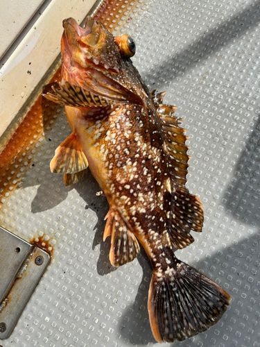 カサゴの釣果
