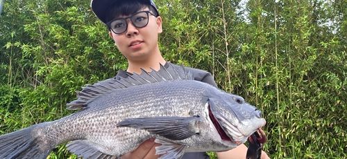 チヌの釣果