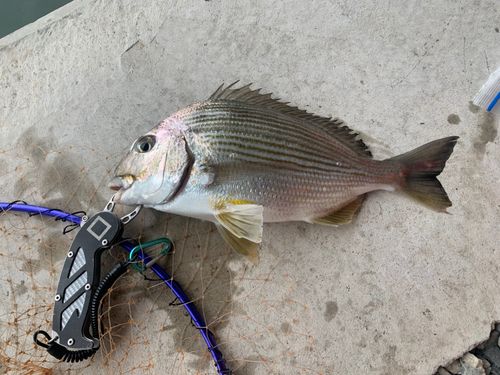 ヘダイの釣果