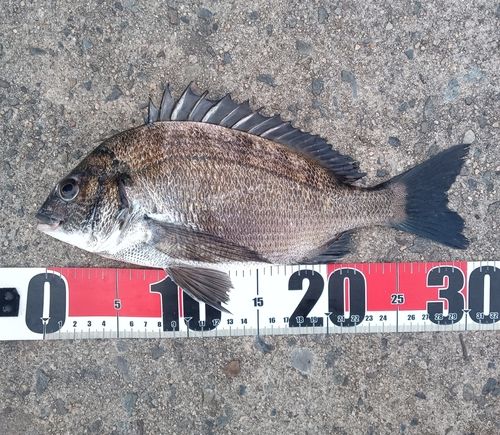 チヌの釣果