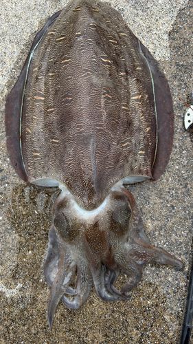 コウイカの釣果
