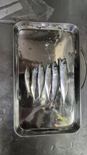 サバの釣果