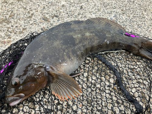 アイナメの釣果