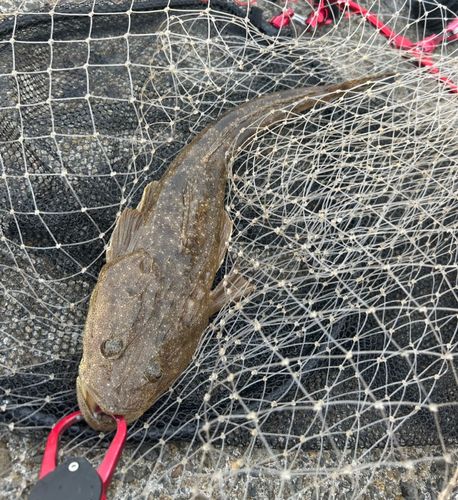マゴチの釣果