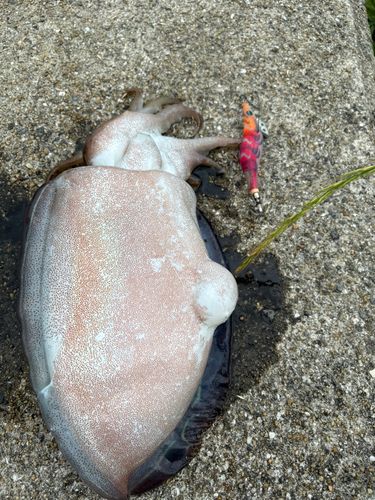コウイカの釣果