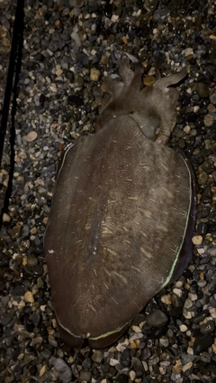 モンゴウイカの釣果