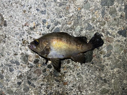 シロメバルの釣果
