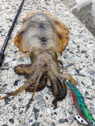 アオリイカの釣果