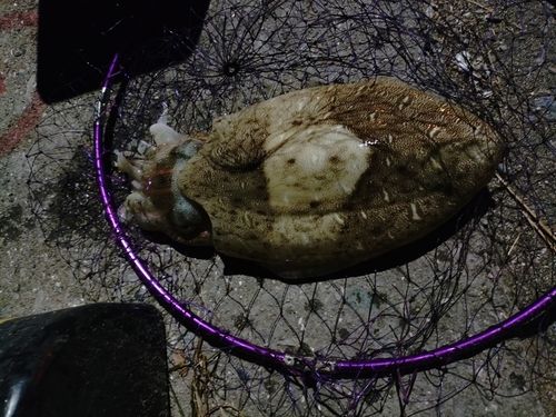 モンゴウイカの釣果