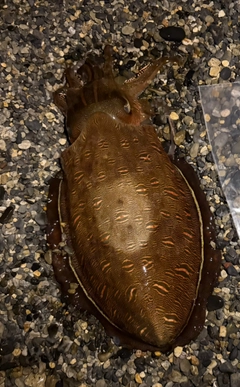 モンゴウイカの釣果