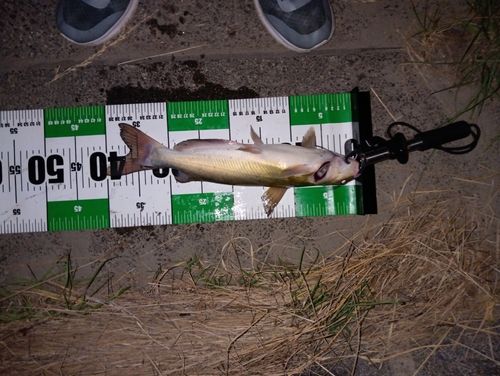 アメリカナマズの釣果