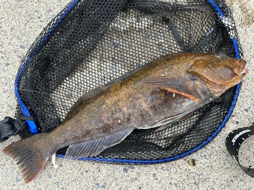 アイナメの釣果