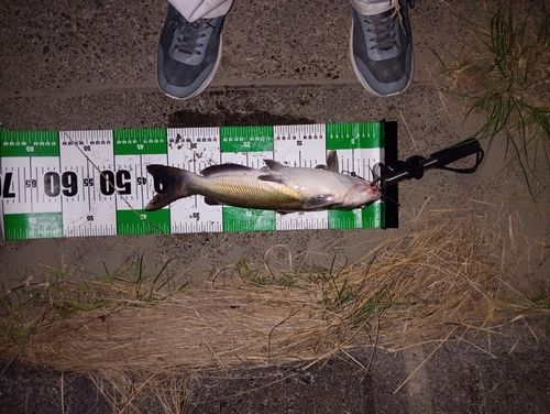 アメリカナマズの釣果