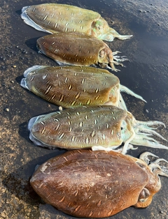 モンゴウイカの釣果