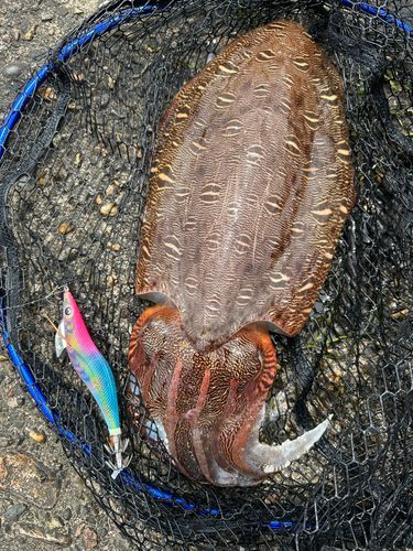 コウイカの釣果
