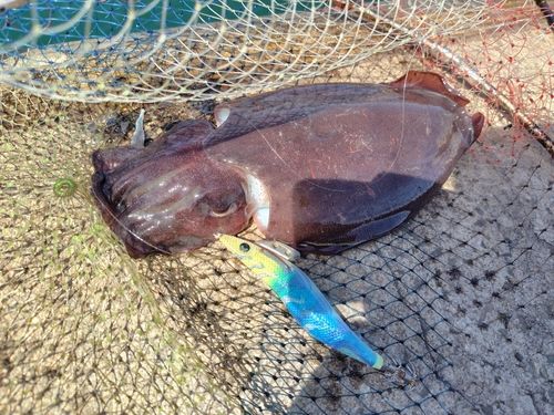 モンゴウイカの釣果
