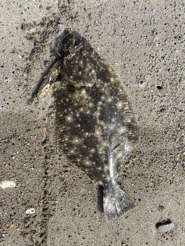 ソゲの釣果