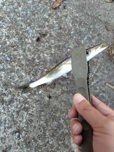 カマスの釣果