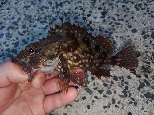 カサゴの釣果