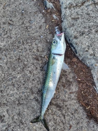 サバの釣果