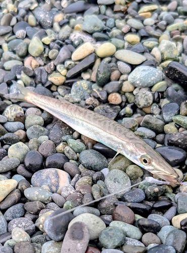 カマスの釣果