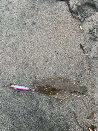 ヒラメの釣果