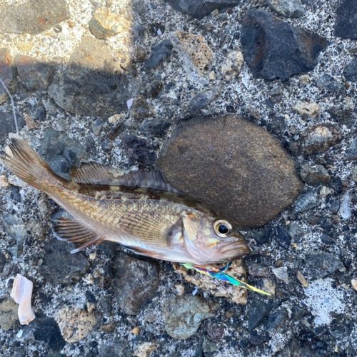 エゾメバルの釣果