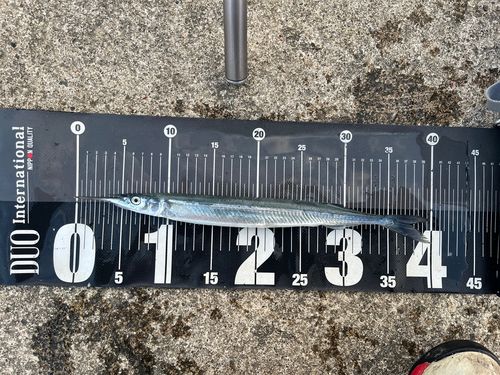 サヨリの釣果