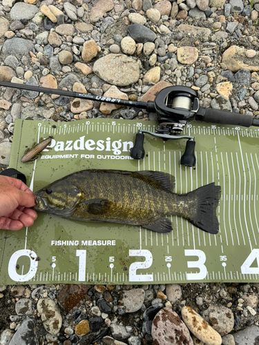 スモールマウスバスの釣果