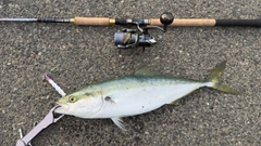 ワラサの釣果