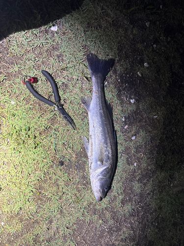 セイゴ（マルスズキ）の釣果