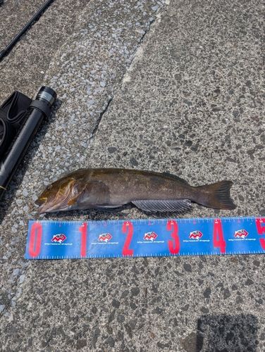 アイナメの釣果