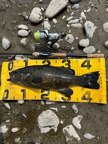 スモールマウスバスの釣果