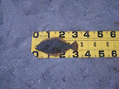 ヒラメの釣果