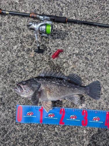 クロソイの釣果