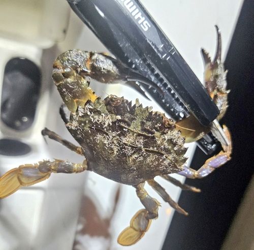 ガザミの釣果