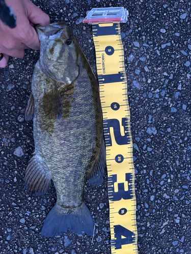 スモールマウスバスの釣果