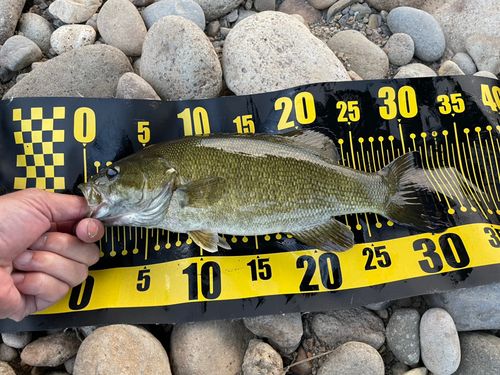 スモールマウスバスの釣果