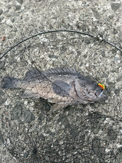 クロソイの釣果