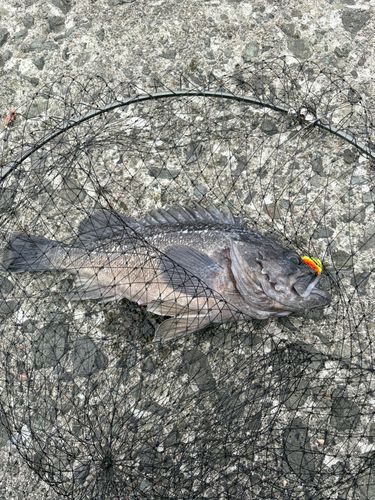 クロソイの釣果