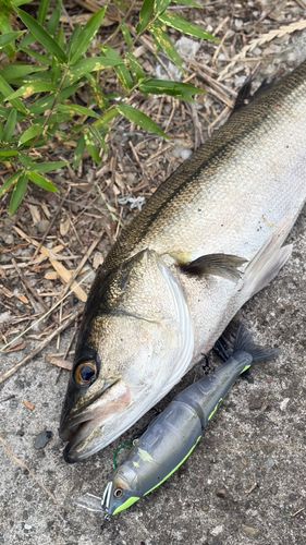 スズキの釣果