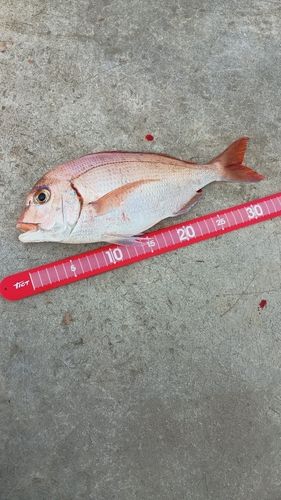 マダイの釣果