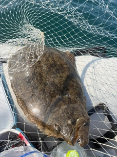 ヒラメの釣果